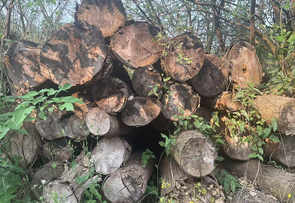 一批涉案木材網(wǎng)絡拍賣公告（2）